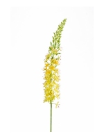 Eremurus geel 105cm